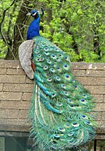 Proud Peacock Sitting On Top Of His Home
