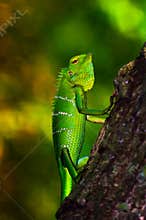 Bright green scaled forest Lizard.