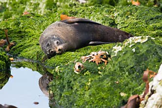 New Zealand fur seal