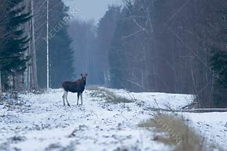 Eurasian elk