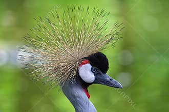 Portrait of bird. Grey crowned crane, on green background