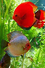 Beautiful pair of Discus fish in a large aquarium