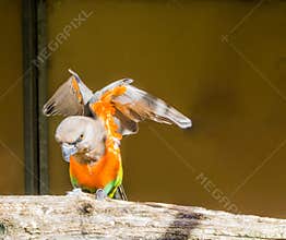 Red bellied parrot spreading its wings, a colorful tropical small parrot from africa