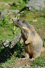 Marmot screaming - Saas Fee, landmark attraction in Switzerland