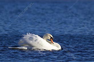 Swan Swimming on a Winter Lake