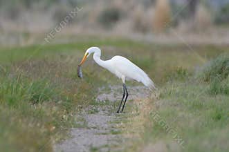 White Egret Eating A Rodent