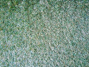 Green grass seamless texture. Seamless in only horizontal dimension autumn