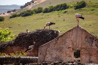 Storks nesting on ruined house in Morocco