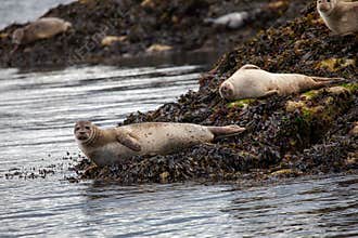 Harbour seals on island near Oban in Scotland