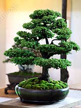 Bonsai