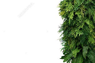 Tropical leaves foliage plant bush, vertical green wall nature backdrop on white background with clipping path