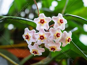 Bunch of five pointed star shaped flowers of Hoya Carnosa