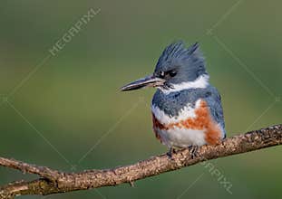 Belted Kingfisher Portrait