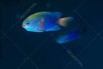 Allen's or Neon Damselfish