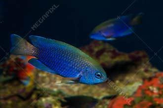 Allen's or Neon Damselfish