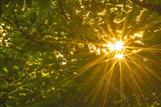 Sun Light