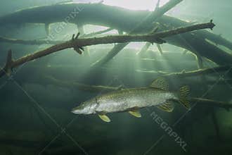 Freshwater fish Northern pike Esox lucius Underwater photography