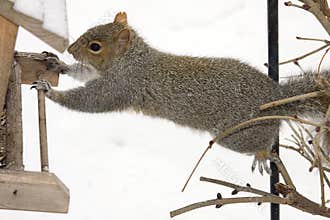 Climbing Squirrel