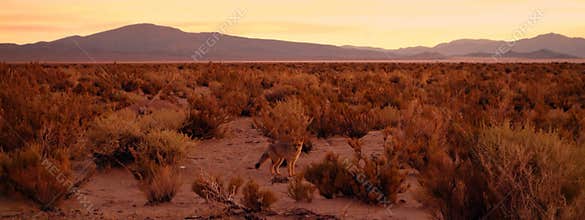 Camouflaged desert fox