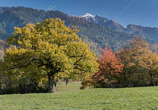 Fall color mountain landscape in the Maienfeld region of Switzerland with snowy peaks and colorful trees