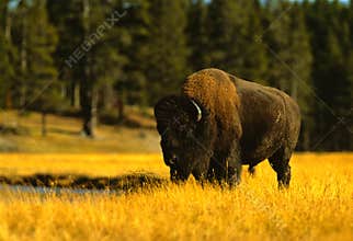 Bison Bull