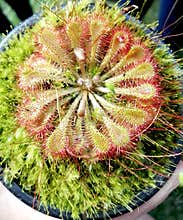 Carnivora plant drosera with insects