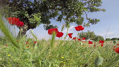 Poppy flower fields set in a blue sky background in a glorious Spanish sky sunlight .