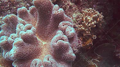Close up of a leather coral on the great barrier reef