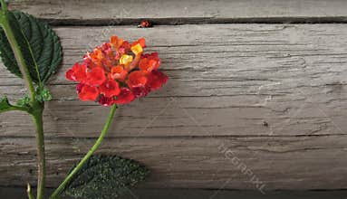 Wooden background. Floral background. Wood Texture