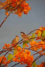 A pair of light brown sparrows resting on the twigs of a large Bougainvillea tree