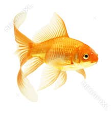 Gold fish
