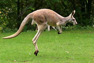 Red Kangaroo Jumping