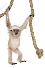 Young Pileated Gibbon, 4 months old, Hylobates Pileatus