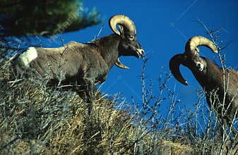 Bighorn Sheep Rams Fighting