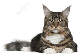 Maine Coon cat, 9 months old