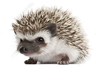 Four-toed Hedgehog, Atelerix albiventris, 3 weeks old