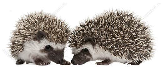 Four-toed Hedgehogs, Atelerix albiventris, 3 weeks old