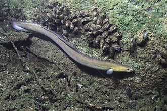Eel fish anguilla anguilla in the beautiful clean river. Underwater shot in the river. Wild life animal. Eel in the nature