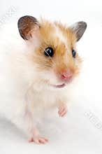 Hamster portrait close-up