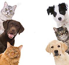 Dogs and cat see sideways in a window