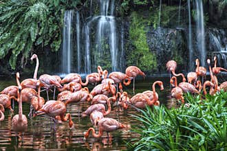 Flamingo Lake at Jurong Bird Park