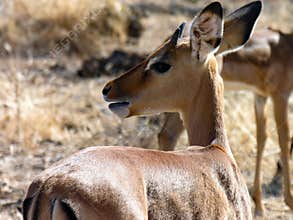 Gazelle , Samburu National Reserve, Kenya