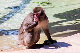 The Japanese macaque
