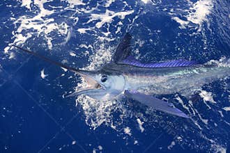 Beautiful white marlin real billfish sport fishing
