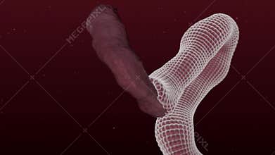 Restoration of the surface of the damaged nerve or intestines