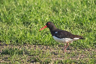Eurasian oystercatcher