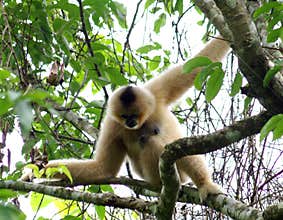 Wild Gibbon monkey