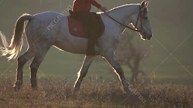 Jockey riding on thoroughbred white stallion. Slow motion