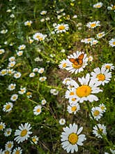 The Butterfly and The Fields of Flowers