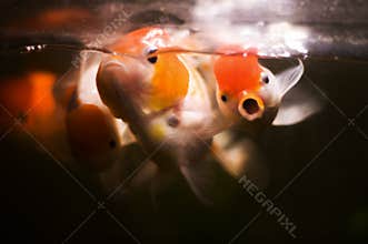 Red Cap Oranda Goldfish on Black Background – Artistic Aquatic Portrait